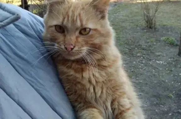 Найдена рыжая кошка на Яузской улице