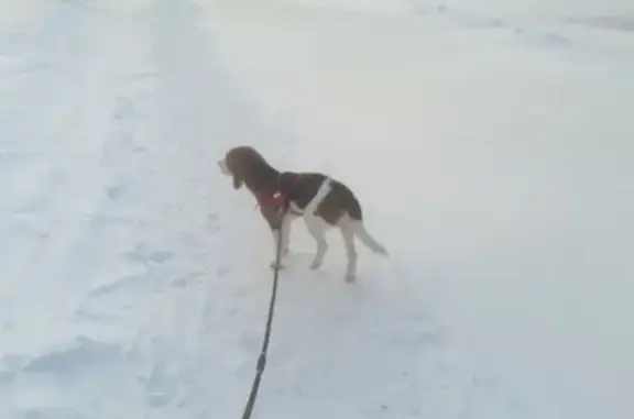 Пропала собака Вегас на улице Сенюкова