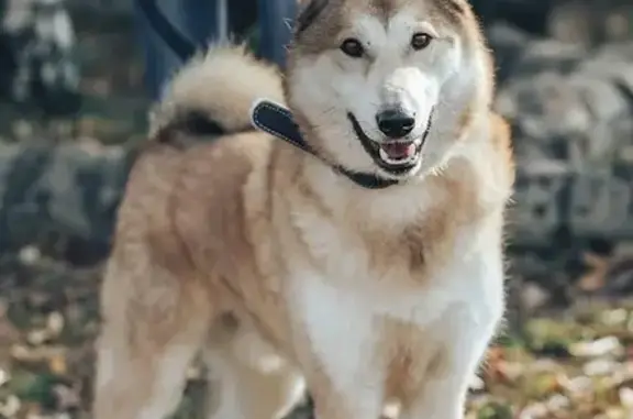 Собаки потеряшки, Москва, фото: Потеряшка собака на Карельском бульваре