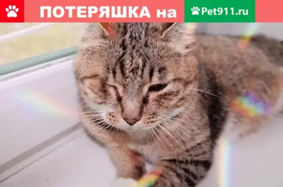 Пропала кошка Муся, Комсомольск-на-Амуре
