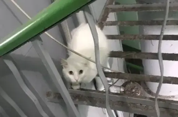 Белая кошка найдена в Железнодорожном районе Красноярска
