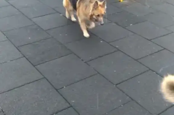 Найдена собака на улице Верхние Поля, Москва