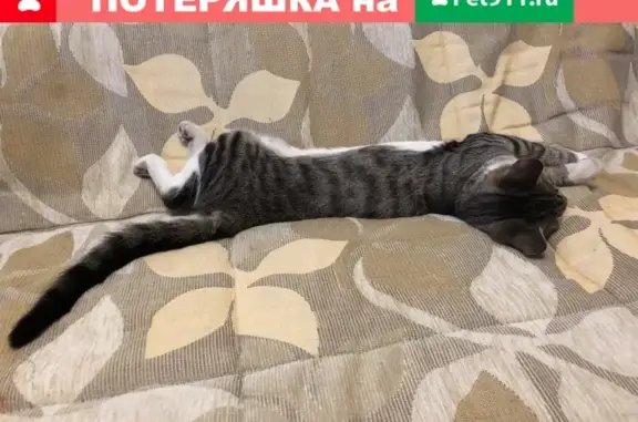 Найдена домашняя кошка без блох в Балашихе