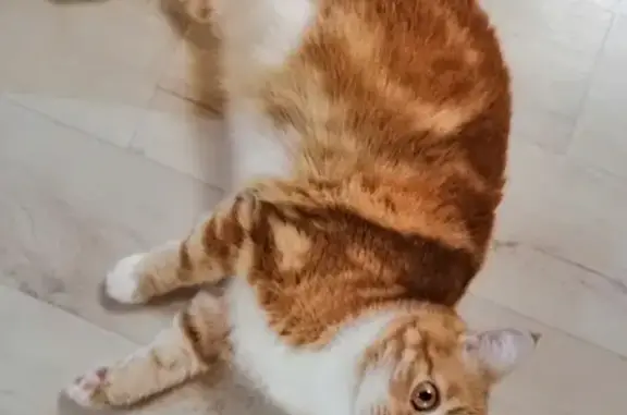 Пропала кошка Бакс в Боре, Нижегородская область