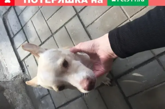 Найдена собака в Белгороде, микрорайон Радуга
