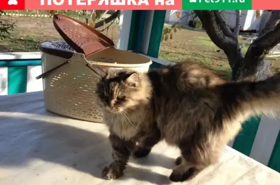Пропала кошка в Селятино, Московская область