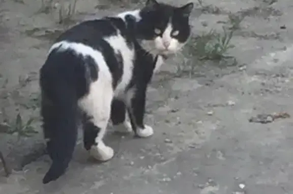 Кот с ошейником на ул. Гоголя 32А