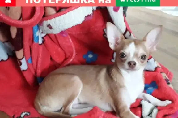 Пропала собака в Ропшинском парке, порода чихуахуа, кличка Джесси