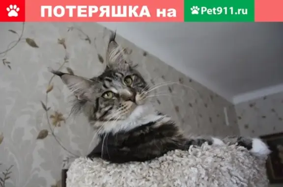 Кошки потеряшки, Москва, фото: Потеряшка кошка на Таганской!