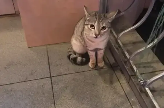 Кошка найдена у магазина 