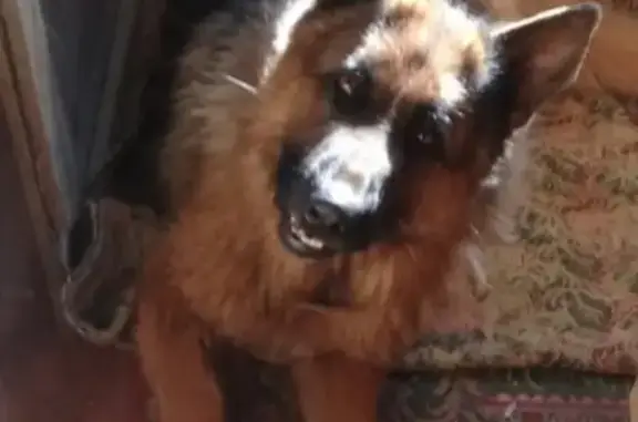 Пропала собака в Иваново, район Меланжевого Комбината