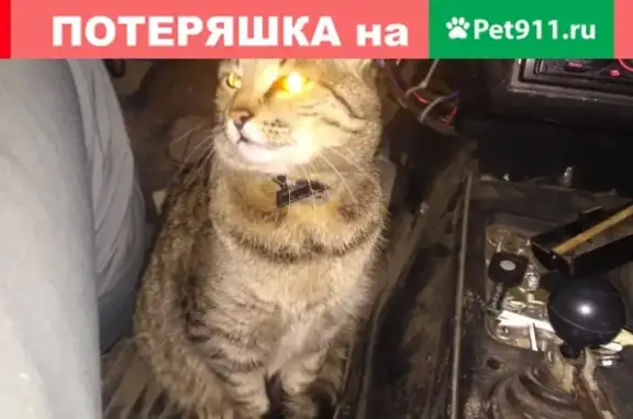 Найден кот на Пудожской улице, с ошейником и грыжей.