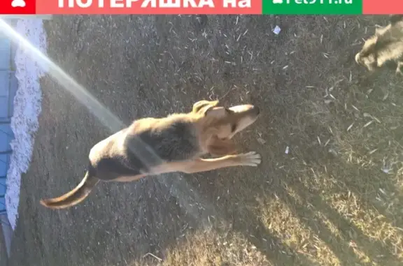 Найдена собака без хозяина на улице Рябикова, 25А
