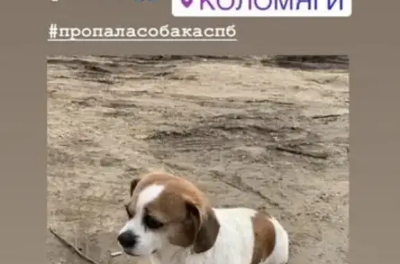 Найден пёс у магазина Магнит в Приморском районе