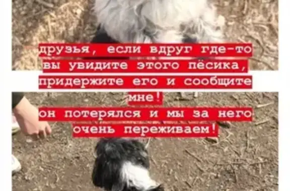Пропала собака Еврик в Ворошиловском, Волгоград