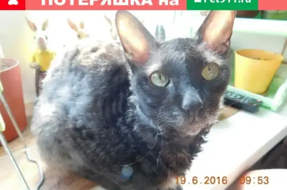 Пропала кошка на ул. Соколовского, Смоленск [id54520703]