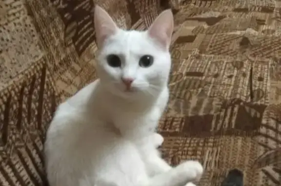 Пропала кошка Белочка в Нефтекамске https://vk.com/id137789817
