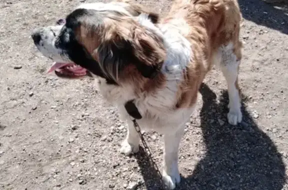 Найден пес в районе Советской, ищем хозяина