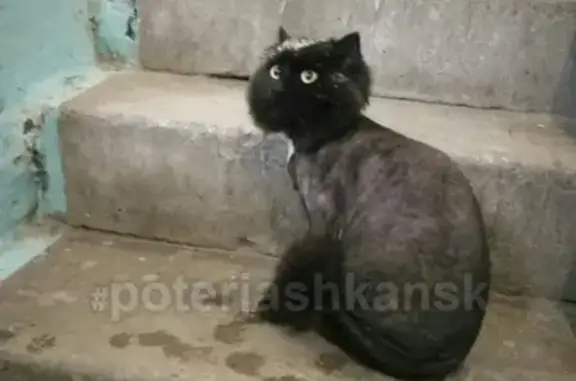 Найден кот на ул. Северная 5 в Бердске! #lostpet #найдена #найдена_кошка #кошка #Новосибирск