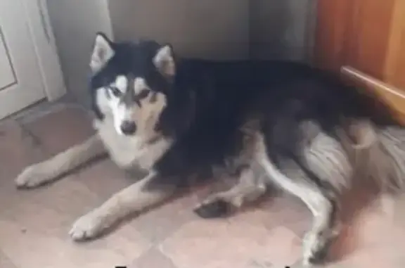 Пропала ласковая собака в Томске