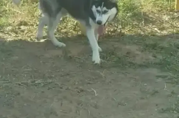 Собаки потеряшки, Астрахань, фото: Потеряшка хаски в Астрахани, звоните!