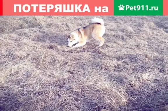 Пропала собака породы западно-сибирская лайка в Вышнем Волочке