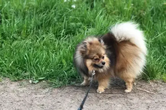 Собаки потеряшки, Ефимовский, фото: Потеряшка собака Ариша на улице Гагарина