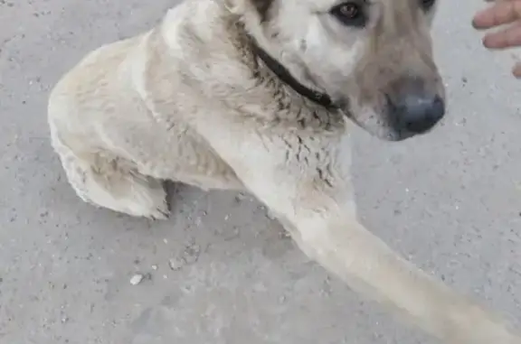 Собака на заправке в Конаково ищет хозяина