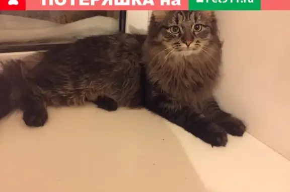 Кошки потеряшки, Киров, фото: Потеряшка кошка по адресу Ленина 10