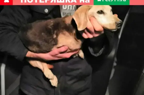 Найдена собака в Гатчинском районе, Пудомяги