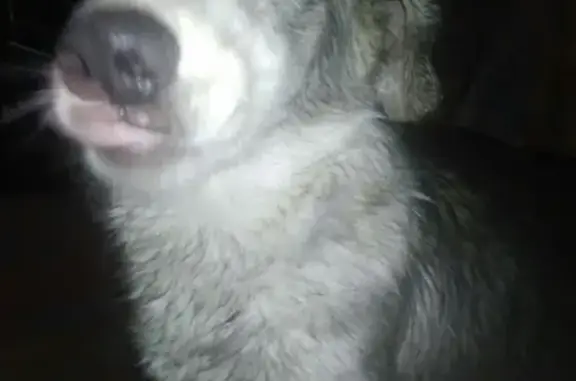 Найдена собака в Ростове, звоните Никите