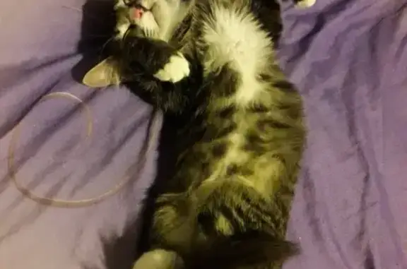 Потерянные животные Ярославль, фото: Пропал кот в Заволжском районе, ул. Космонавтов 16