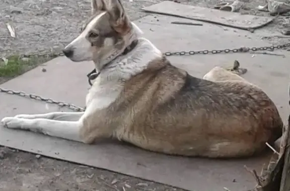 Пропала собака Бэлла в Кировском районе, Кемерово