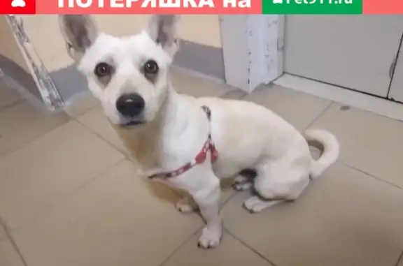 Найдена маленькая собака на ул. Одоевского