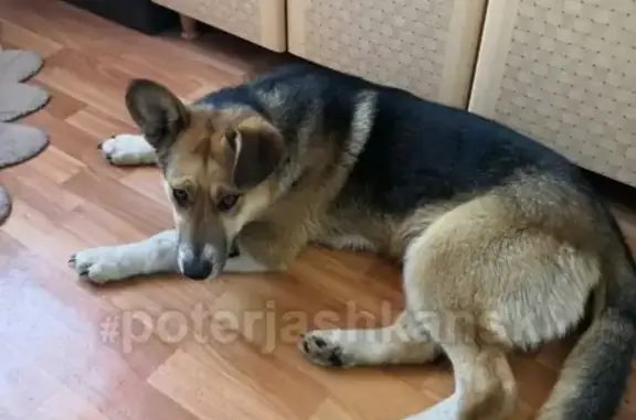 Пропал пёс Рекс, помогите найти! #poterjashkansk