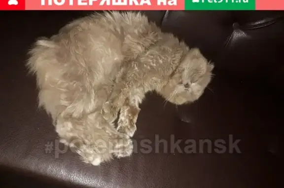 Кошки потеряшки, Новосибирск, фото: Потеряшка кошка Плюша в районе балластного карьера