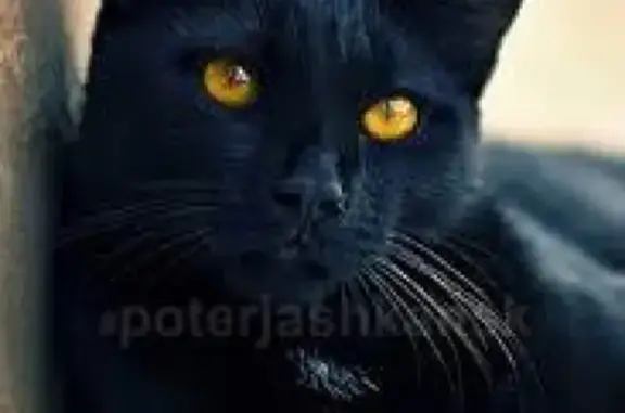 Найден чёрный кот возраста около года на Сухарной улице