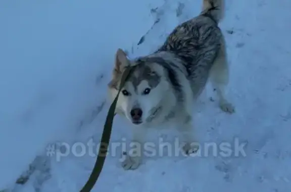 Пропала собака в Заельцовском районе, вознаграждение за находку.