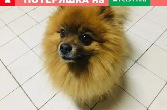 Собака найдена в Пионерском, Калининградская область.