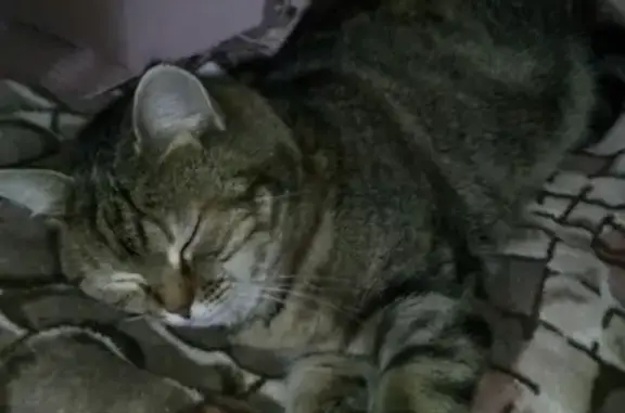 Пропала кошка на улице Дзержинского в Таганроге #Котопес_Потерянные