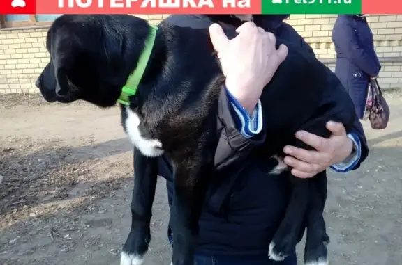 Пропал щенок Грей в Коврове, Владимирская область