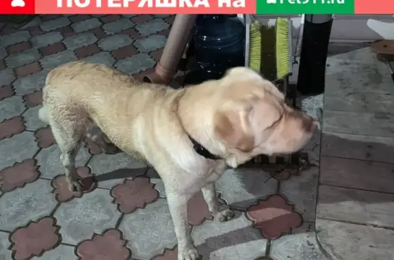 Найдена собака в Пос. Дунай, Ленобласть: лабрадор, палевый, ищем хозяев.