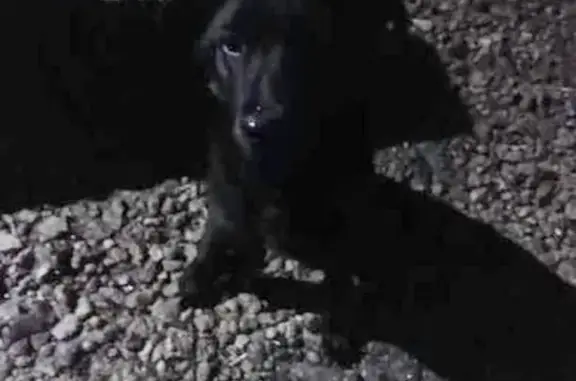 Найдена молодая собака в Михайловске