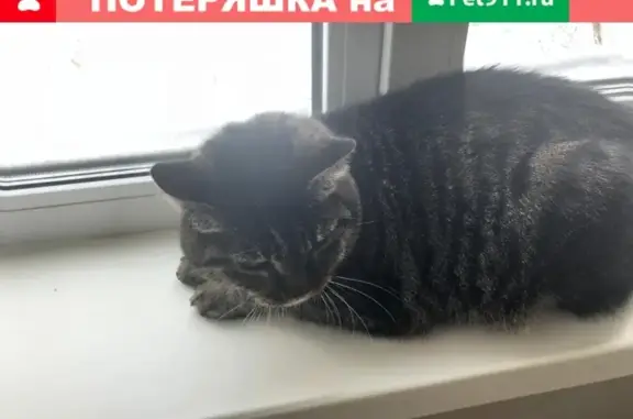 Найдена кошка на ул. Калинина 89, нужен хозяин