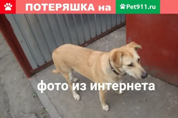 Найдена собака в СПб, Фрунзенский р-н, с капсульным адресником.