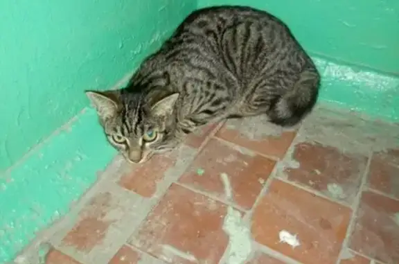Найдена кошка на ул. Путиловская в Воронеже