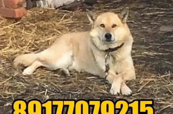Пропала собака в Республике Марий Эл, нужна помощь!