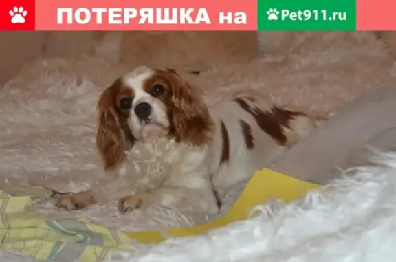 Пропала собака Вика в Батайске, ул. Гайдаш.