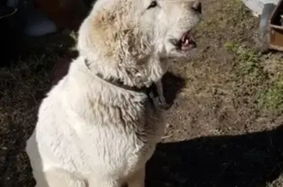 Найдена собака в Ленинском районе Н.Новгород