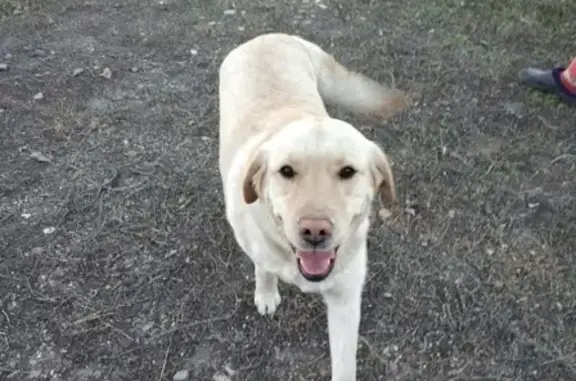 Найдена собака в Нежинке, Оренбургская область